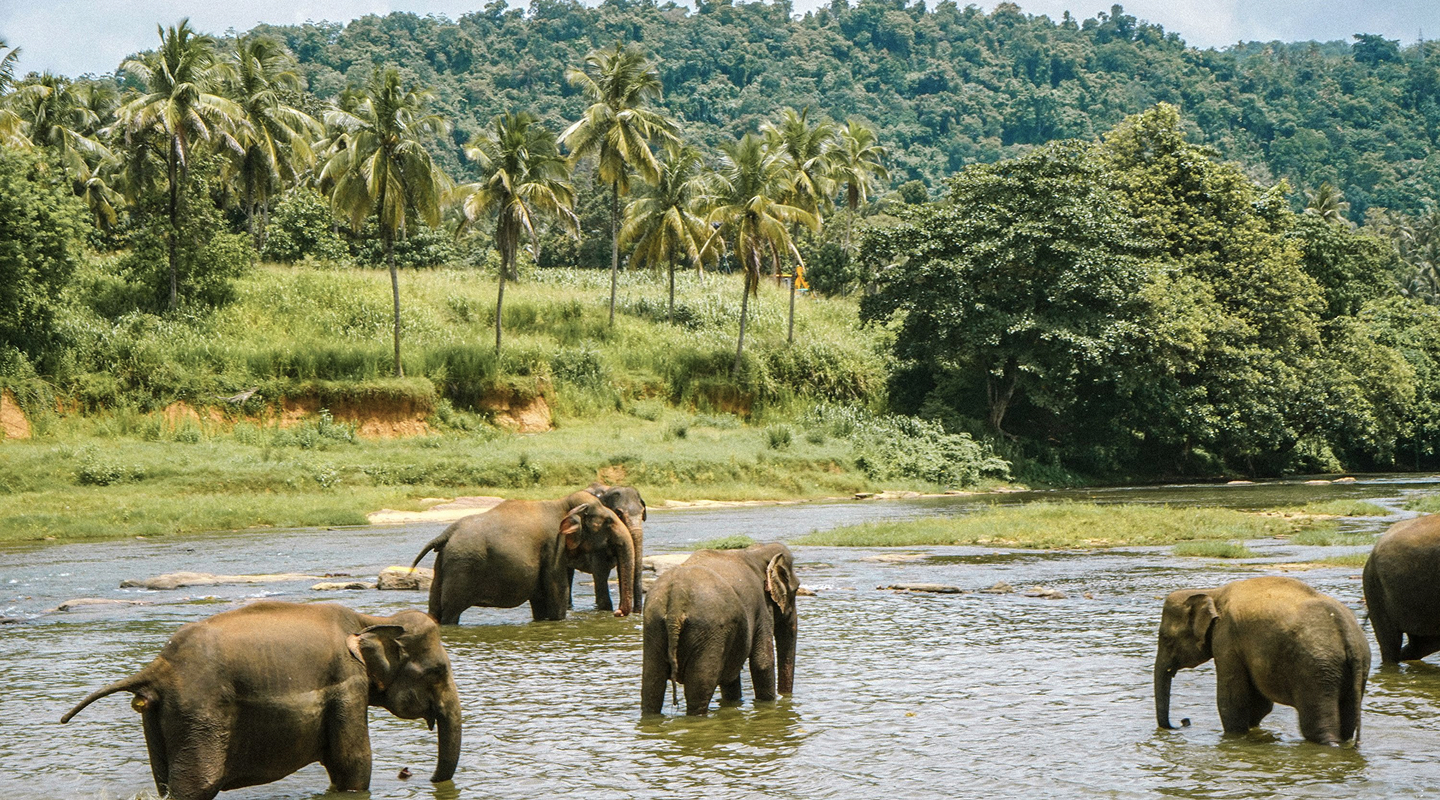 Amazing Sri Lanka (4)