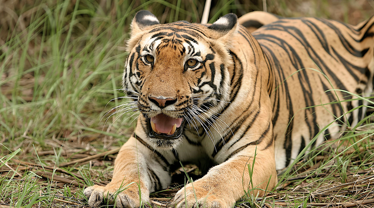 Mosaic of Central India