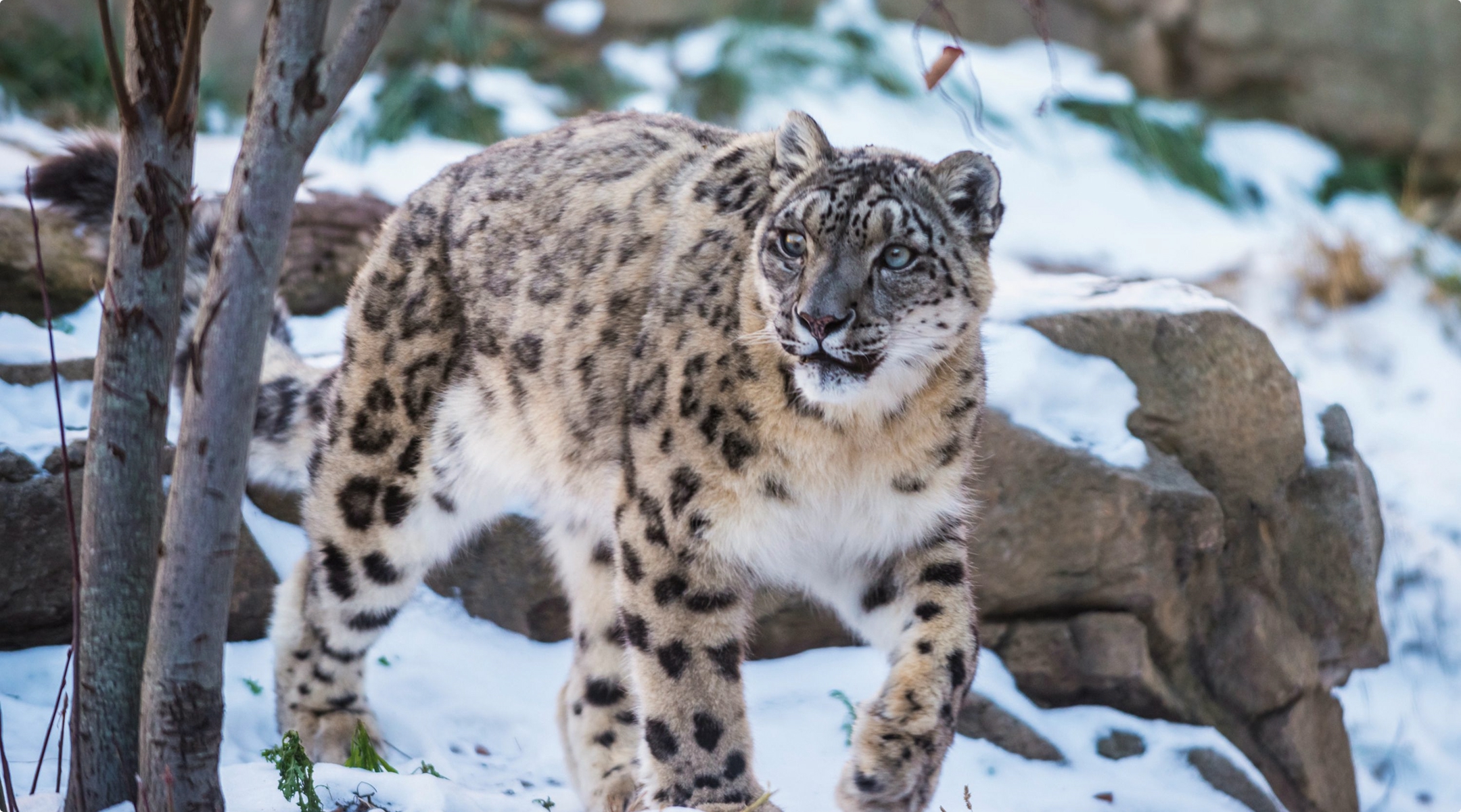 Snow Leopard Tour