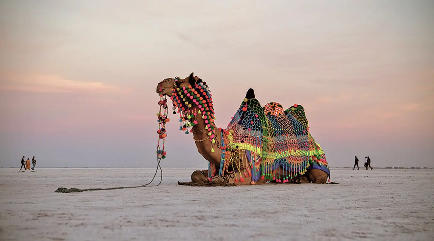 The Wildlife of Gujrat